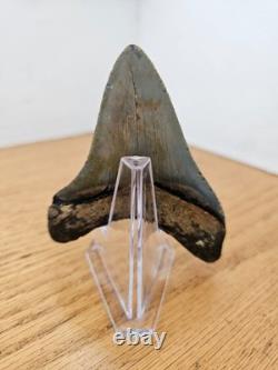 Megalodon Shark Tooth 3.57- Real Fossil No Restorations, Good Serrations