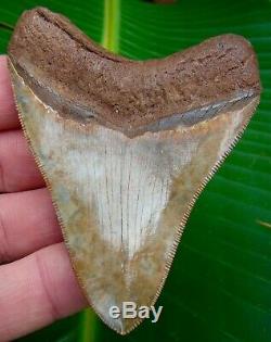 Megalodon Shark Tooth 3 & 5/16 ASHEPOO RIVER REAL FOSSIL NO RESTORATIONS