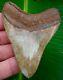Megalodon Shark Tooth 3 & 5/16 Ashepoo River Real Fossil No Restorations