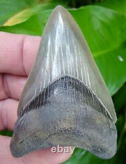 Megalodon Shark Tooth -3 & 5/16 Real Fossil Killer Lower Natural= Sydni