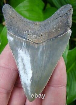 Megalodon Shark Tooth -3 & 5/16 Real Fossil Killer Lower Natural= Sydni