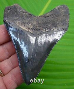 Megalodon Shark Tooth 3 & 5/8 Serrated Real Fossil Megladone Jaw