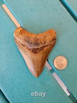 Megalodon Shark Tooth 3.63- Real Fossil No Restorations, Good Serrations