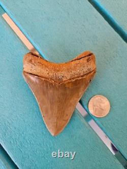 Megalodon Shark Tooth 3.63- Real Fossil No Restorations, Good Serrations