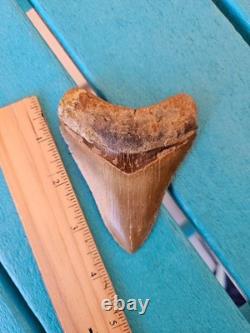 Megalodon Shark Tooth 3.63- Real Fossil No Restorations, Good Serrations