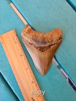 Megalodon Shark Tooth 3.63- Real Fossil No Restorations, Good Serrations