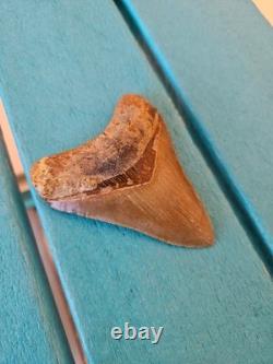 Megalodon Shark Tooth 3.63- Real Fossil No Restorations, Good Serrations