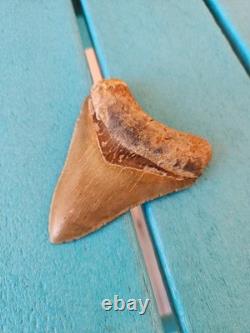 Megalodon Shark Tooth 3.63- Real Fossil No Restorations, Good Serrations