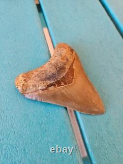 Megalodon Shark Tooth 3.63- Real Fossil No Restorations, Good Serrations