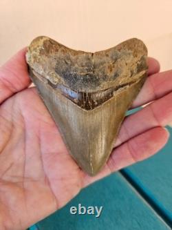 Megalodon Shark Tooth 3.63- Real Fossil No Restorations, Good Serrations