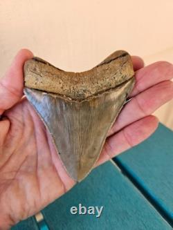 Megalodon Shark Tooth 3.63- Real Fossil No Restorations, Good Serrations