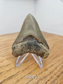 Megalodon Shark Tooth 3.63- Real Fossil No Restorations, Good Serrations