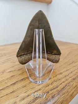 Megalodon Shark Tooth 3.63- Real Fossil No Restorations, Good Serrations