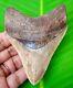 Megalodon Shark Tooth 3.70 Shark Teeth Real Fossil Serrated Megladone