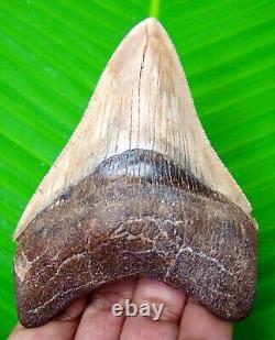 Megalodon Shark Tooth 3.70 Shark Teeth Real Fossil Serrated Megladone