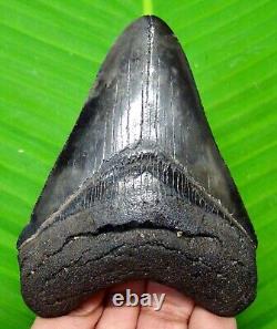 Megalodon Shark Tooth 3.71- Shark Teeth Real Fossil No Repair Megladone