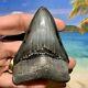 Megalodon Shark Tooth 3.73-gun Metal Blade, Glossy Enamel, Sharp Serrations