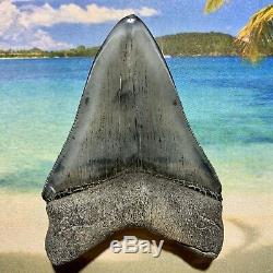 Megalodon Shark Tooth 3.73-Gun Metal Blade, Glossy Enamel, Sharp Serrations