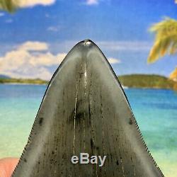 Megalodon Shark Tooth 3.73-Gun Metal Blade, Glossy Enamel, Sharp Serrations
