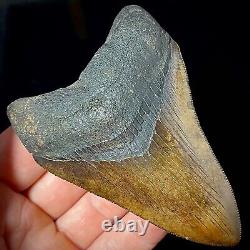 Megalodon Shark Tooth 3.73 real fossil shark teeth unrestored natural