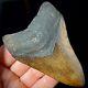 Megalodon Shark Tooth 3.73 Real Fossil Shark Teeth Unrestored Natural