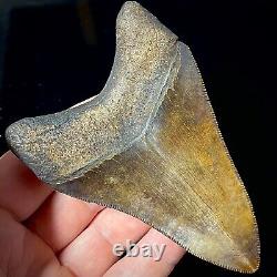 Megalodon Shark Tooth 3.73 real fossil shark teeth unrestored natural