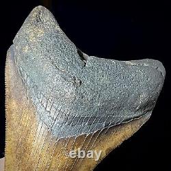Megalodon Shark Tooth 3.73 real fossil shark teeth unrestored natural