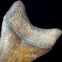 Megalodon Shark Tooth 3.73 real fossil shark teeth unrestored natural