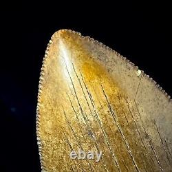 Megalodon Shark Tooth 3.73 real fossil shark teeth unrestored natural