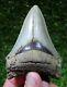 Megalodon Shark Tooth 3.76 Extinct Fossil Authentic Not Restored (wt3-223)