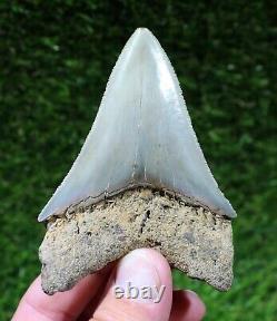 Megalodon Shark Tooth 3.76 Extinct Fossil Authentic NOT RESTORED (WT3-223)