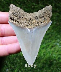 Megalodon Shark Tooth 3.76 Extinct Fossil Authentic NOT RESTORED (WT3-223)
