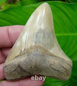 Megalodon Shark Tooth -3 & 7/16 Blonde Battery Creek Real Fossil Sydni