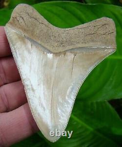 Megalodon Shark Tooth -3 & 7/16 Blonde Battery Creek Real Fossil Sydni