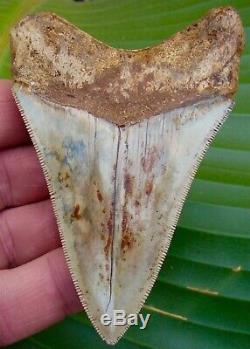 Megalodon Shark Tooth 3 & 7/8 RARE SOUTH EAST ASIA NO RESTORATIONS