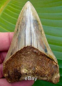 Megalodon Shark Tooth 3 & 7/8 RARE SOUTH EAST ASIA NO RESTORATIONS