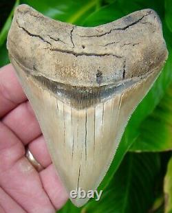 Megalodon Shark Tooth -3 & 7/8 Real Fossil Rare Battery Creek Meg