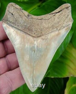 Megalodon Shark Tooth -3 & 7/8 Real Fossil Rare Battery Creek Meg