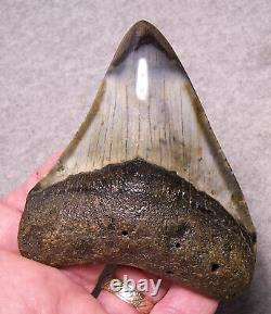 Megalodon Shark Tooth 3 7/8 Shark Teeth Fossil Stunning Diamond Polished Real