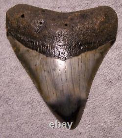Megalodon Shark Tooth 3 7/8 Shark Teeth Fossil Stunning Diamond Polished Real