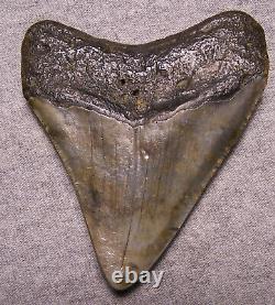 Megalodon Shark Tooth 3 7/8 Shark Teeth Fossil Stunning Diamond Polished Real