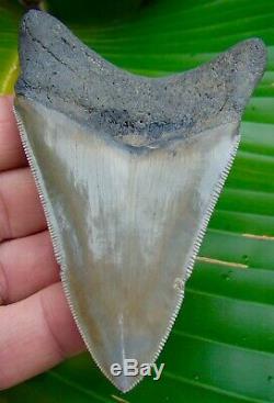 Megalodon Shark Tooth 3 & 7/8 in. REAL FOSSIL SERRATED NO RESTORATIONS