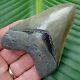 Megalodon Shark Tooth 3.80 In. Real Fossil Top Notch No Restorations