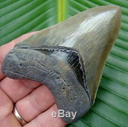 Megalodon Shark Tooth 3.80 in. REAL FOSSIL TOP NOTCH NO RESTORATIONS
