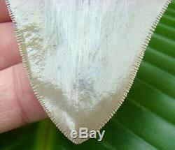 Megalodon Shark Tooth 3.80 in. REAL FOSSIL TOP NOTCH NO RESTORATIONS