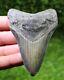Megalodon Shark Tooth 3.83 Extinct Fossil Authentic Not Restored (wt3-230)