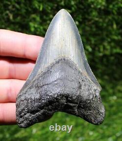 Megalodon Shark Tooth 3.83 Extinct Fossil Authentic NOT RESTORED (WT3-230)