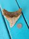 Megalodon Shark Tooth 3.84- Real Foosil, Posterior, Rare Color Spotted