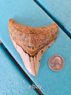 Megalodon Shark Tooth 3.84- Real Foosil, Posterior, Rare Color Spotted