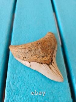 Megalodon Shark Tooth 3.84- Real Foosil, Posterior, Rare Color Spotted